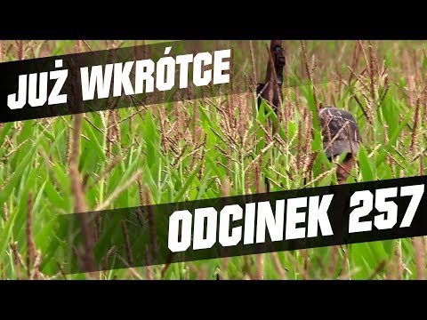 Darz Bór zapowiedź odcinka 257