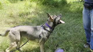 Video preview image #1 Akita-American Bulldog Mix Puppy For Sale in Cranford, NJ, USA