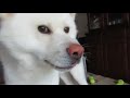 【秋田犬ゆうき】これくらいは余裕♪と雷を見てたら本気を出されてビックリする【akita dog】