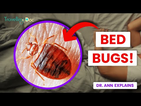 Bedbugs: How to Spot and Avoid Them | Doctor Explains