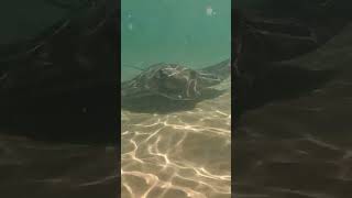 Download lagu Bullray at Bendalong- Boat Harbour mp3