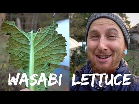download lagu mp3 mp4 Wasabi Lettuce, download lagu Wasabi Lettuce gratis, unduh video klip Wasabi Lettuce