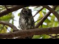 African Scops Owl Calling Sound