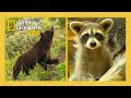 Little Rascals Full Episode Natgeokids