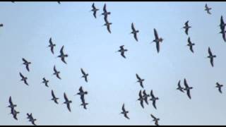 Willard Grant Conspiracy   House Is Not a Home Palmdale, CA