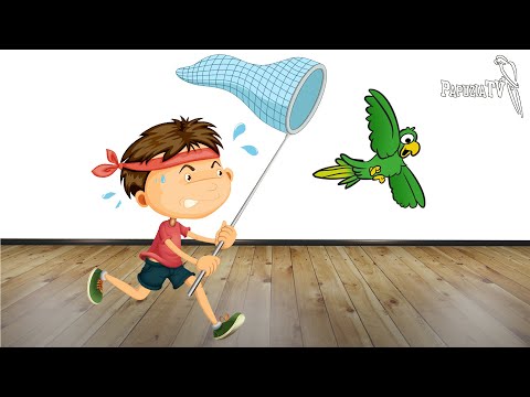 New Parrot At Home - Part 2 - How to Put in the Cage, When to Release, How to Catch?