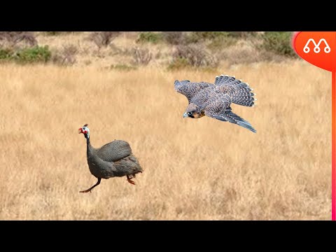 WHEN THE FALCON ATTACKS THE GUINEA HEN