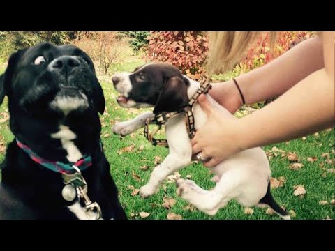 Ces chiens vous font oublier tous vos problèmes