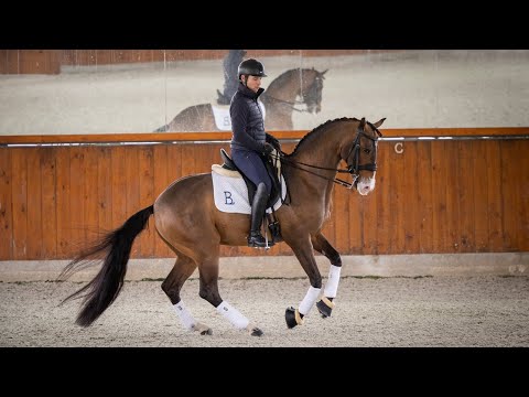 Horse for Sale |  Piro-Free Lusitano Gelding by Olympic Escorial schooling Grand Prix (REF#971)