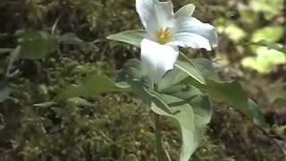 preview picture of video 'Great Smoky Mountains: The Most Beautiful Wildflowers'