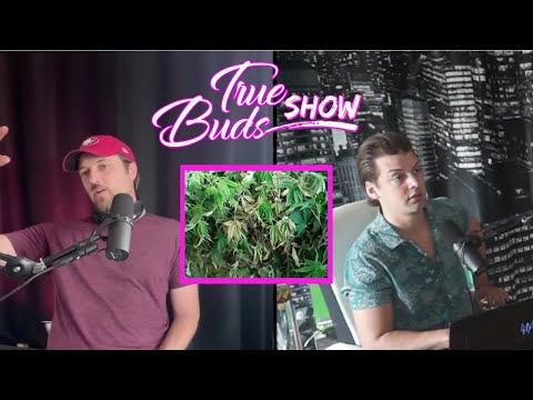 How To Keep Your Cannabis Plant From Drying Out In Dry/Hot Climate | True Buds Show Clips
