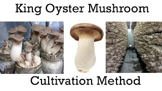 King Oyster Mushroom kheti kese kare || king oyster ki kheti || Pleurotus eryngii farming