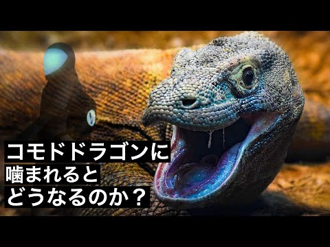 コモドオオトカゲには毒があるのでしょうか?