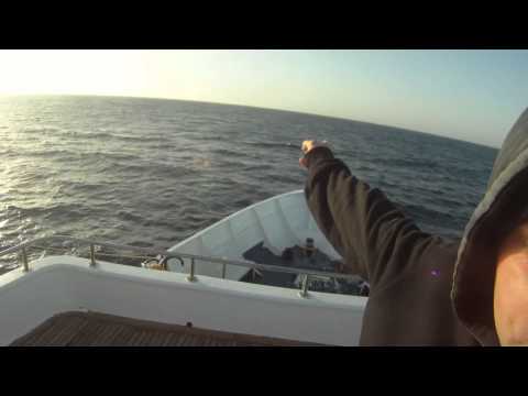 download lagu mp3 mp4 Bollywood Sea Queen el, download lagu Bollywood Sea Queen el gratis, unduh video klip Bollywood Sea Queen el