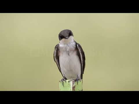 Stock Video - Close up of a Tree Swallow on a fence post