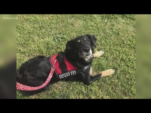 YouTube video about: Are service dogs required to wear a vest?