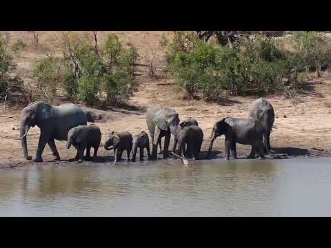 Djuma: Elephants get a drink and have a wallow in the mud - 13:53 - 09/24/20