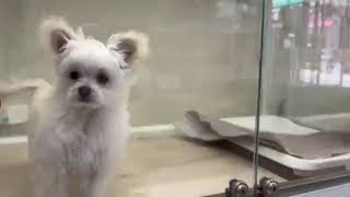 ハーフ犬の動画02