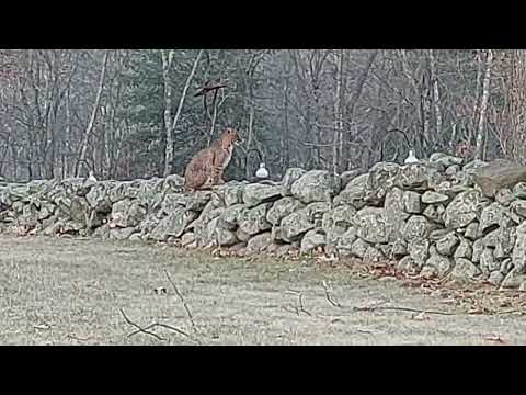 Bobcat on Rock Wall - Miller St. Ludlow, MA