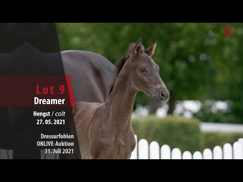 Onlive-Auktion Dressurfohlen Lot 9 Shakespeare Hengst v. Sir Heinrich - Show Star