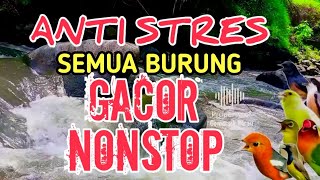 Download lagu 100% AMPUH‼️ Terapi Burung Stres & Macet Bunyi Agar Kembali Gacor | 1 Jam Suara Gemericik Air Alami mp3