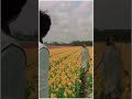 Dekha Ek Khwab X Laila Status WhatsApp New Status Shorts Shortvideo Love Sc38