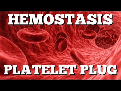 Primary Hemostasis: Platelet Plug Formation [Step-by-Step Animation]