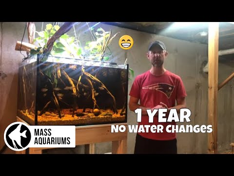 1 YEAR WITHOUT WATER CHANGES! All Aquarium Update