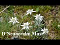D'Neuneralm Musi, "Da Zammaglaubte"