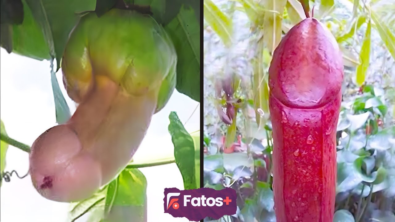 As frutas mais exóticas e estranhas do mundo! Tem vários do Brasil
