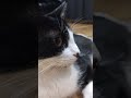 Cat Is Ok OMG WOW MEME