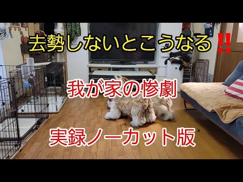 発情期の犬:症状と期間