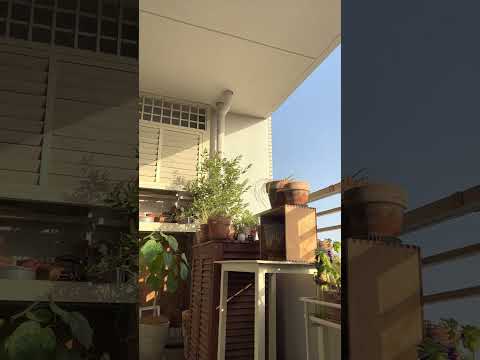 amenagement-balcon-style-méditerranéen-pergola-oléandre-palmiers-pots-terre-cuite-sol-aspect-bois aménagement balcon