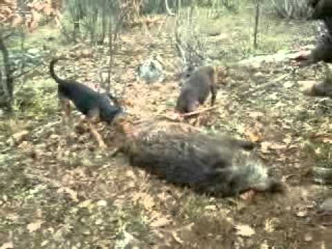 Gjahtaret   gjuetia , Zagart Ballkanca Bubavec  Video0026