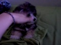 Gurgi