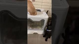 [問卦] 貓貓為什麼喜歡拍人家的背?