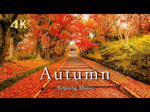 4K 秋の紅葉と森の静けさ【リラックス音楽】色づく木々と夕暮れの風景｜Relaxing Autumn Nature