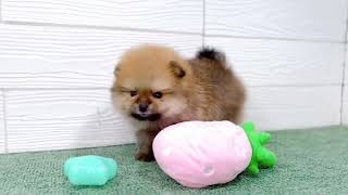 ポメラニアンの動画01