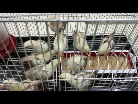 226 POSSUM SWEATER for 2024 breeding materials.