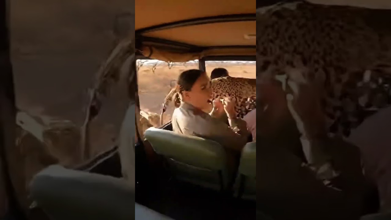 LION ATTACK ON LEOPARD! MOM IN PANIC ! #नकलीतेंदुआआक्रमण #जीपआतंक #सफारीघबराहट #जंगलीजीवनसंघर्ष