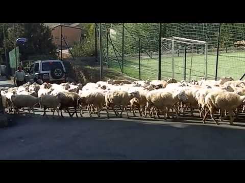 Cesaro' transumanza pecore