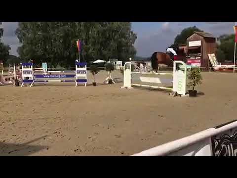 5-jähriger Wallach von Cascadello I