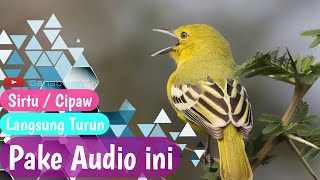Download lagu Suara Pikat Sirtu | Mp3 Suara Pikat Burung Cipoh mp3