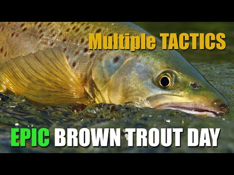 As It Happens - Multiple Tactics on an Epic Brown Trout Afternoon
