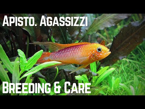 Apistogramma agassizii — chov + farby v akváriu