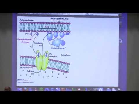 Kevin Ahern's Bite-Sized Biochemistry #22 - Glycolysis II / Carbohydrate Metabolism