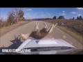 Animals Hit By Cars - Road Kill S1 Ep1
