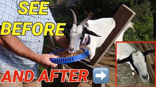 How to dehorn an adult bully goat with banding, see before and after, how long it took.