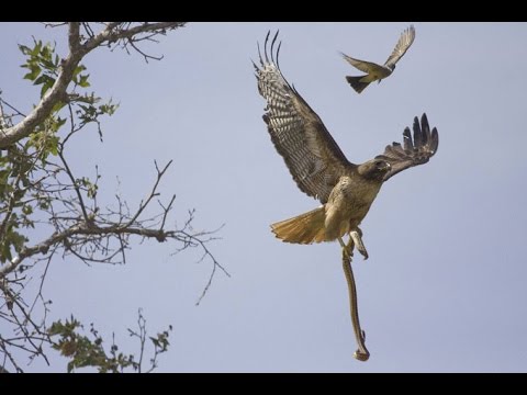 Eagle vs Snake   Black Mamba Fight With Eagle HD