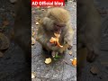beautiful monkey eating orange